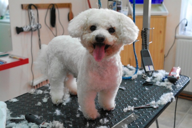Bichon